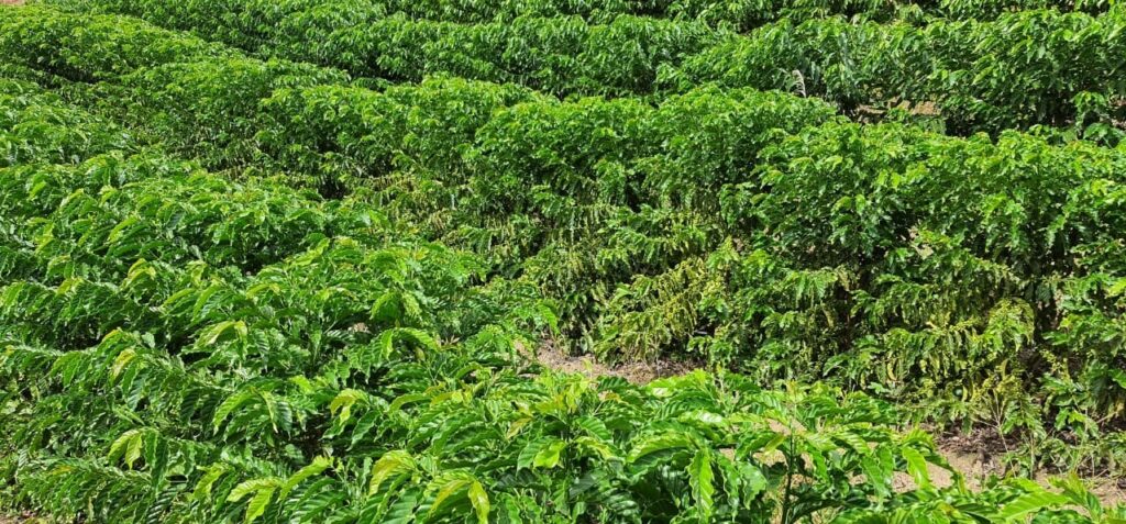 Lavoura de café conilon com deficiência de nitrogênio. Nota-se o início do amarelecimento das folhas mais velhas.
