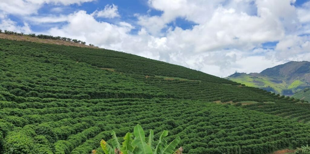 Lavoura de café arábica com índice de N foliar adequado.