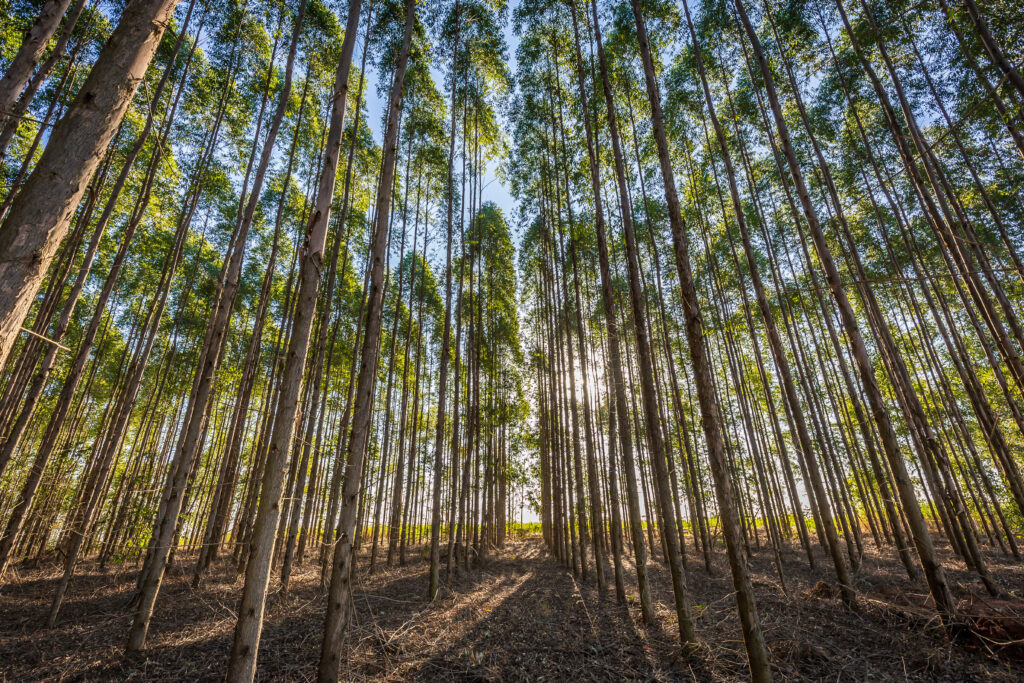 floresta