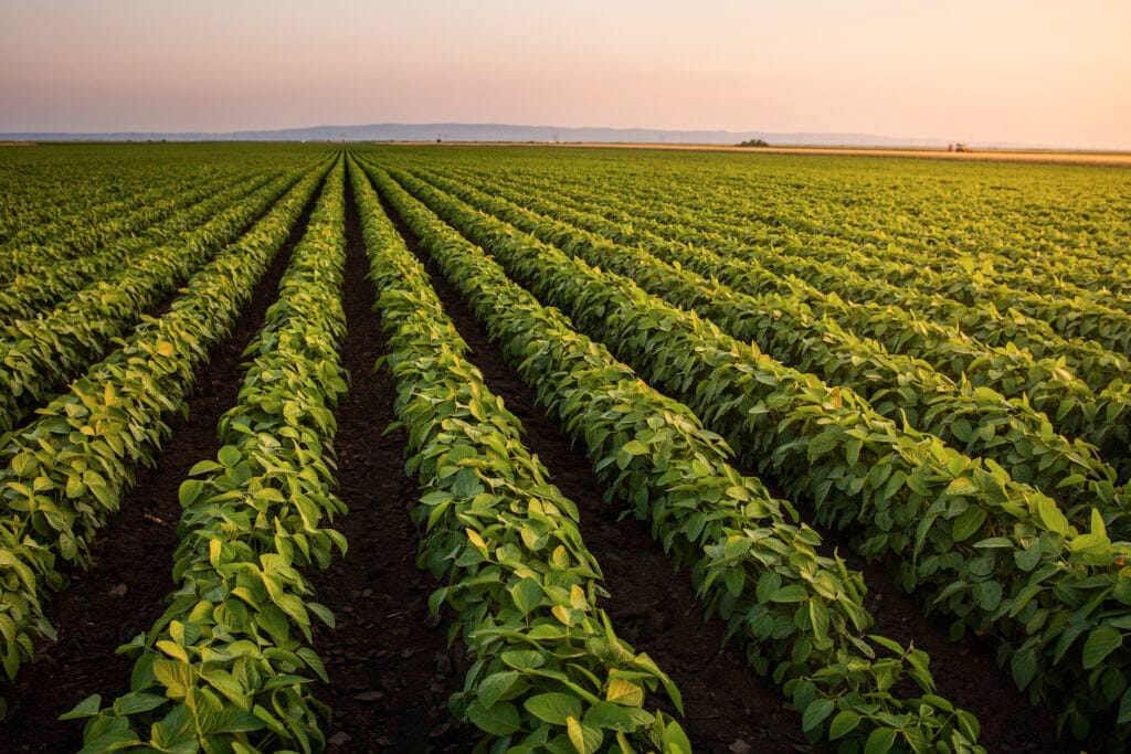 Open soybean field at sunset.