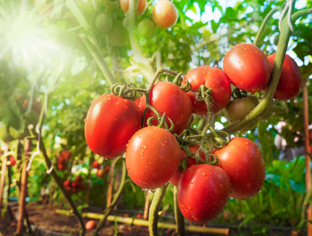 tomate