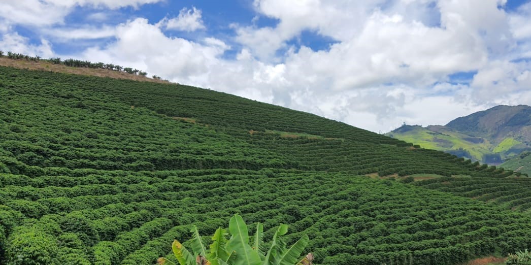 ADUBAÇÃO NITROGENADA NO CAFEEIRO