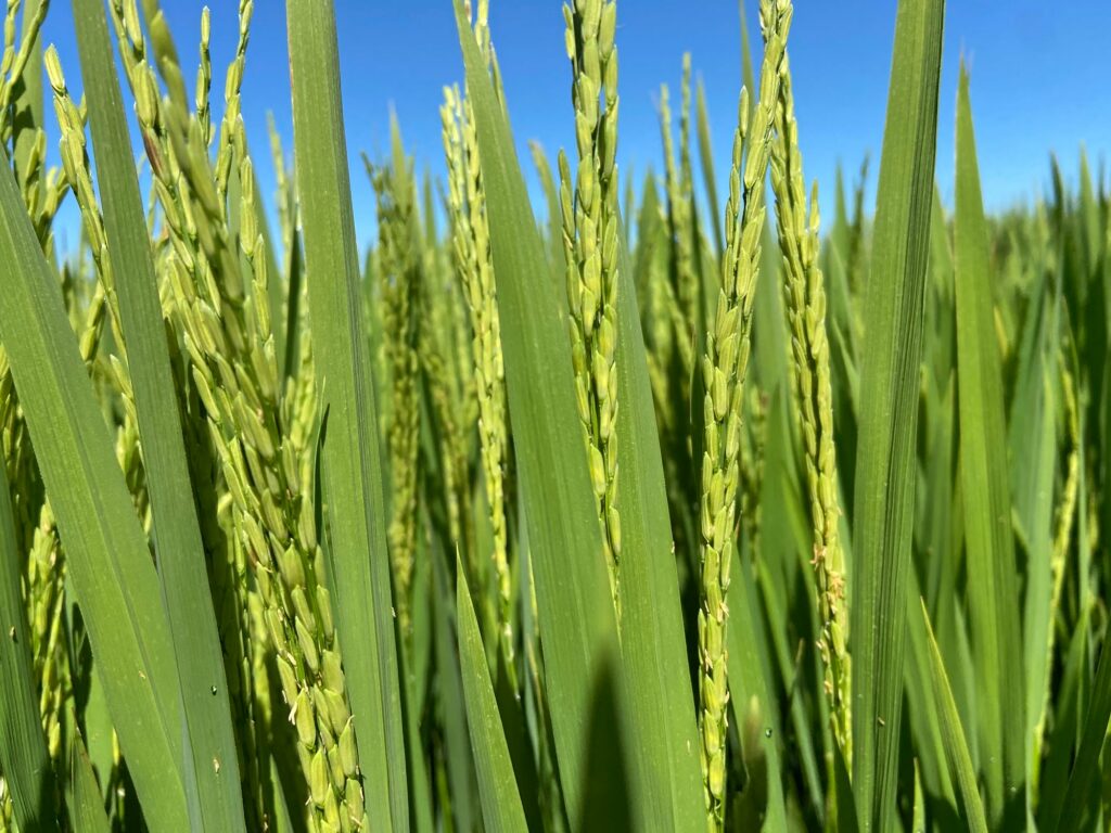 CULTURA DO ARROZ: PONTOS FUNDAMENTAIS NA CONSTRUÇÃO DE ALTA PRODUTIVIDADE