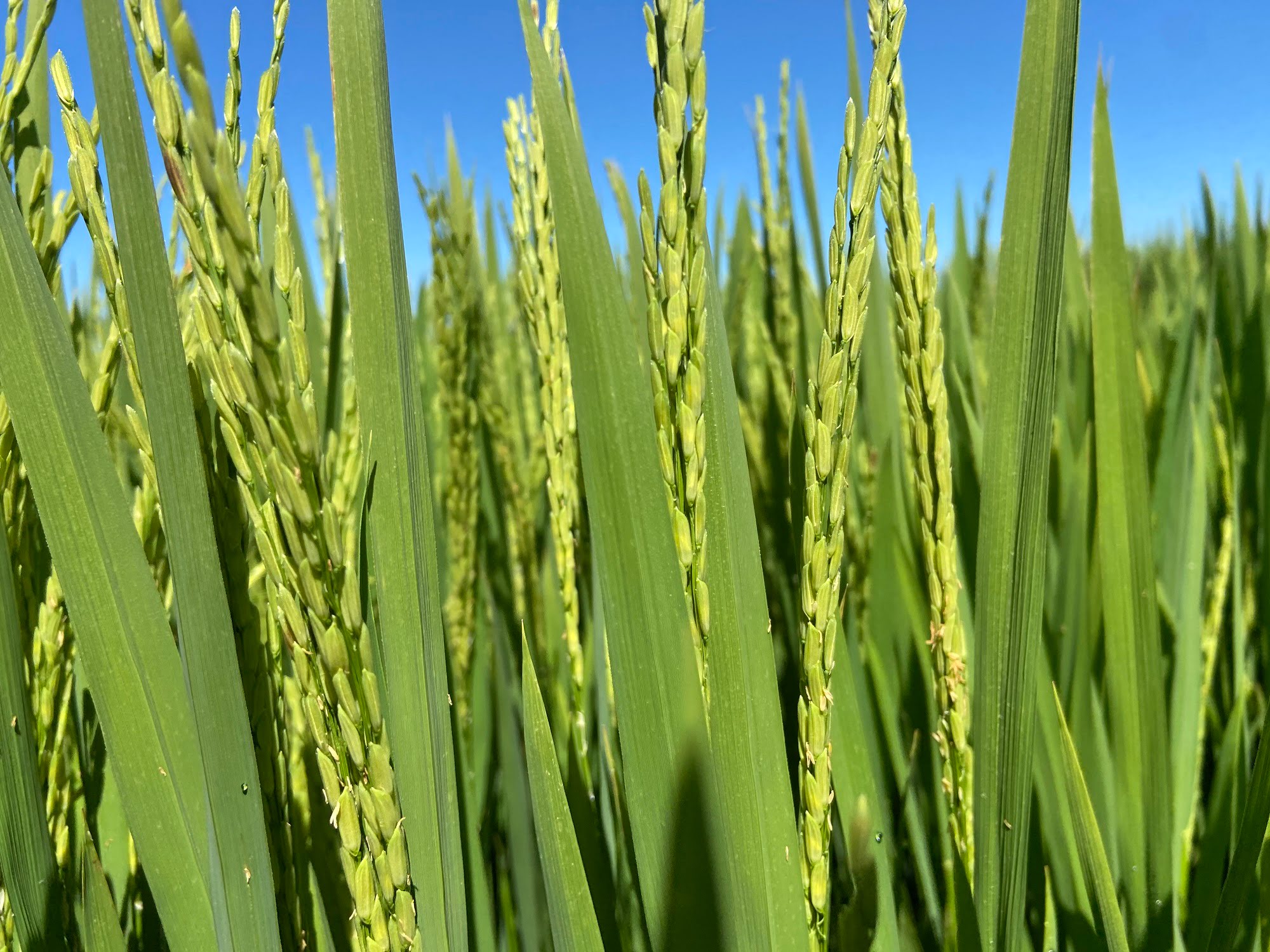 CULTURA DO ARROZ: PONTOS FUNDAMENTAIS NA CONSTRUÇÃO DE ALTA PRODUTIVIDADE