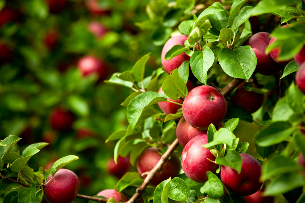 CULTURA DA MAÇÃ: COMO AUMENTAR A PRODUTIVIDADE E PRODUZIR FRUTOS DE QUALIDADE