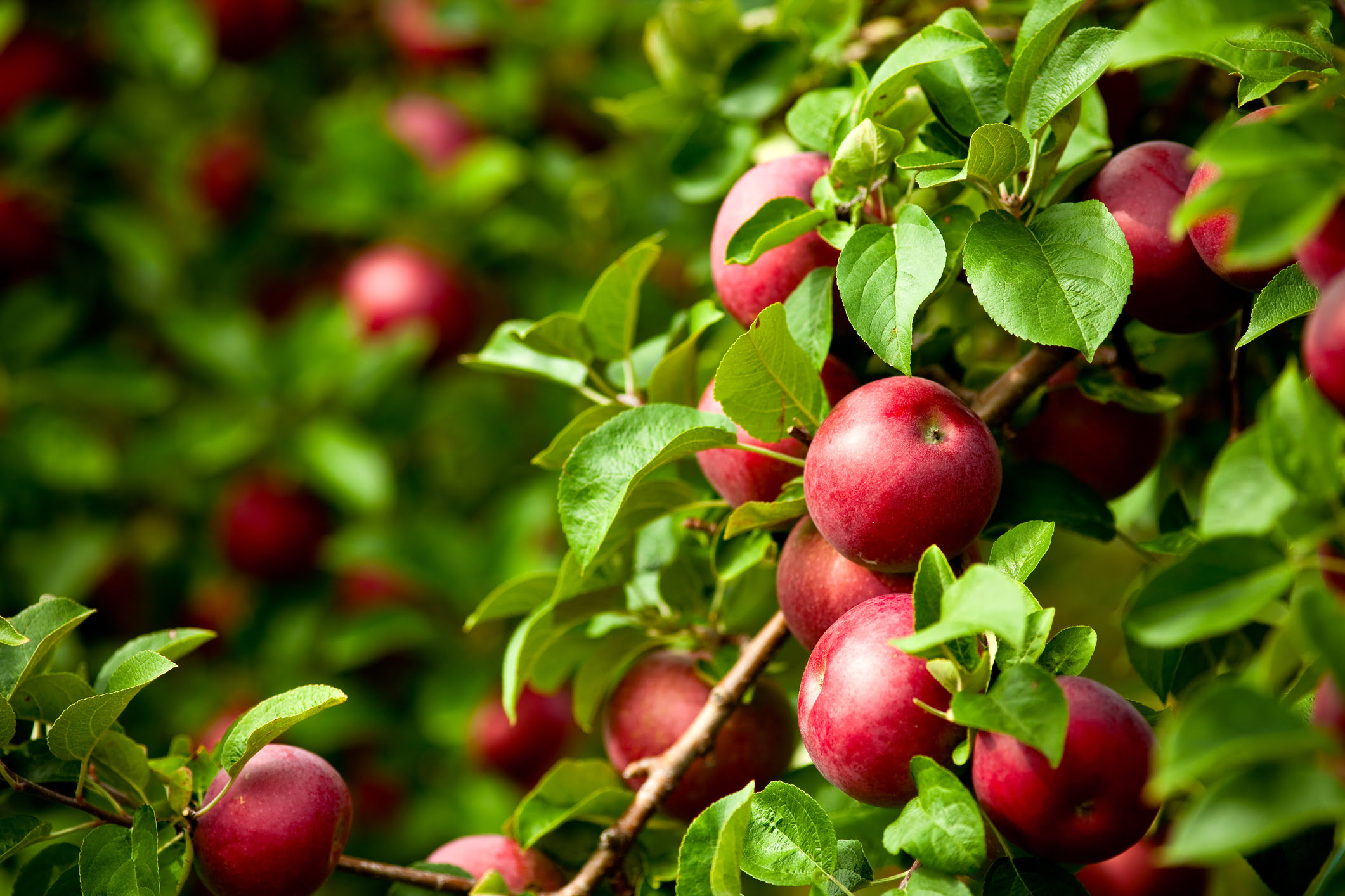 CULTURA DA MAÇÃ: COMO AUMENTAR A PRODUTIVIDADE E PRODUZIR FRUTOS DE QUALIDADE