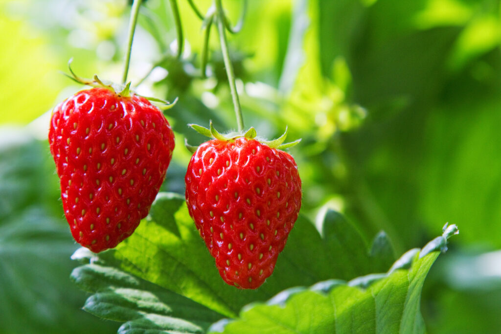 Morango