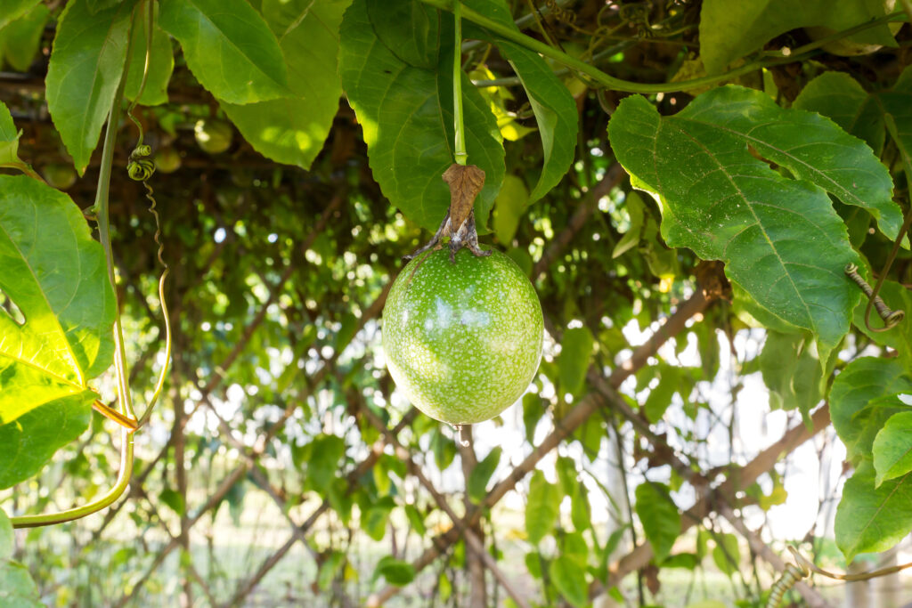Maracujá