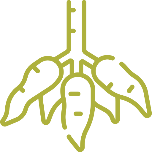 mandioca