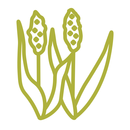 sorgo
