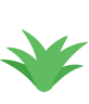 abacaxi_plantio