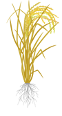 Arroz - fase pré-colheita