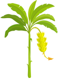 Banana - fase pré-colheita