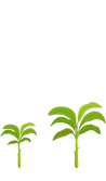 Banana - fase vegetativa