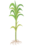 Cana - fase pré-colheita
