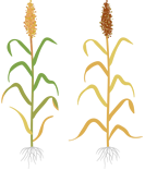 Sorgo - fase pré-colheita