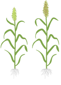 Sorgo - fase reprodutiva