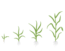 Sorgo - fase vegetativa