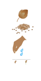 Tabaco - fase plantio