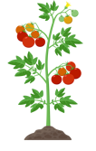 Tomate - fase pré-colheita