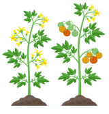 Tomate - fase reprodutivo
