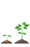 Tomate - fase vegetativo