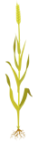Trigo - fase pré-colheita