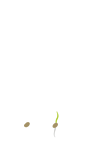 Uva - fase Plantio