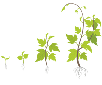 Uva - fase vegetativa